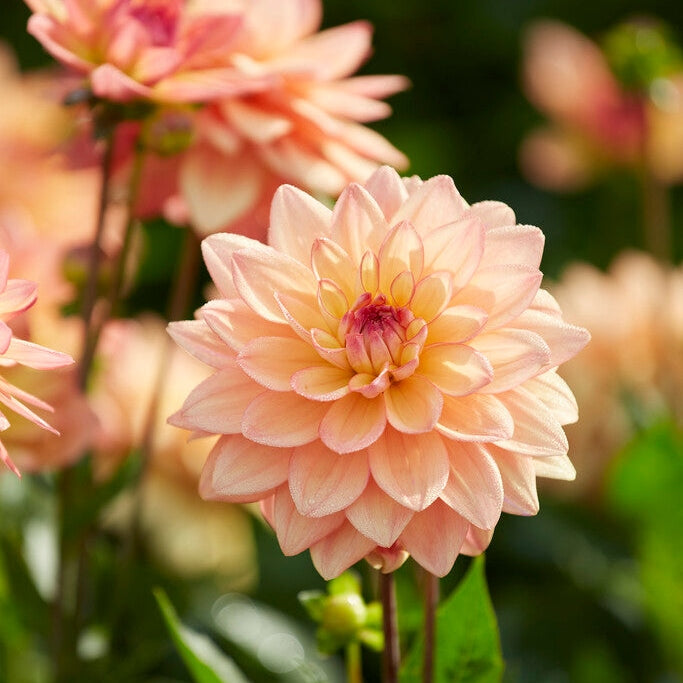 Dahlia Border Melody Dora 1-pakning